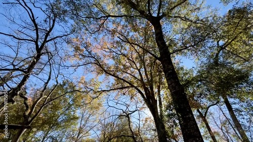 trees and sky, Bevers Bend Park, ‎⁨Beavers Bend State Park⁩, ⁨Ouachita National Forest⁩, ⁨Broken Bow⁩, ⁨Ark-La-Tex⁩, ⁨United States⁩