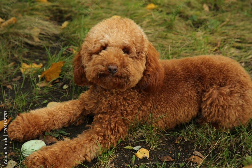 Cute dog with macaron and autumn dry leaves on grass in park