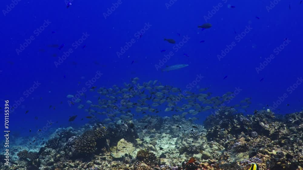 Fantastic Shoal of fish in the pass of TIPUTA in the Atoll of Rangiroa in the French Polynesia in the middle of the South Pacific Fantastic Shoal of fish in the pass of TIPUTA in the Atoll of Rangiroa in the French Polynesia in the middle of the South Pacific