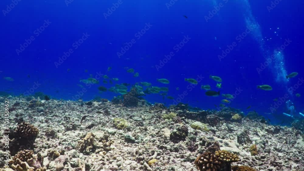 Fantastic Shoal of fish in the pass of TIPUTA in the Atoll of Rangiroa in the French Polynesia in the middle of the South Pacific Fantastic Shoal of fish in the pass of TIPUTA in the Atoll of Rangiroa in the French Polynesia in the middle of the South Pacific