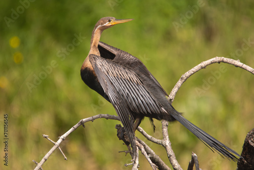 African darter, snakebird - Anhinga rufa perched at green background. Photo from Chobe National Park in Botswana. photo