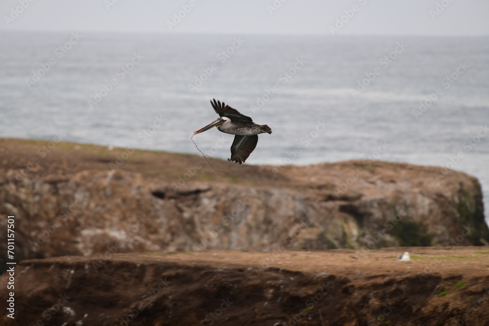 pelican flying near a shore