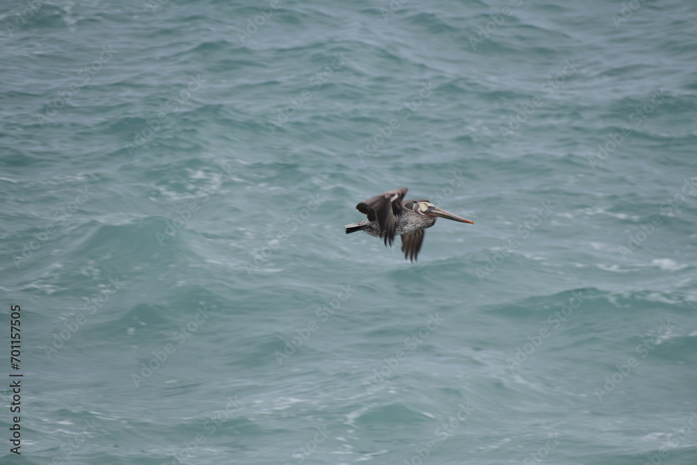 Fototapeta premium pelican flying near a shore