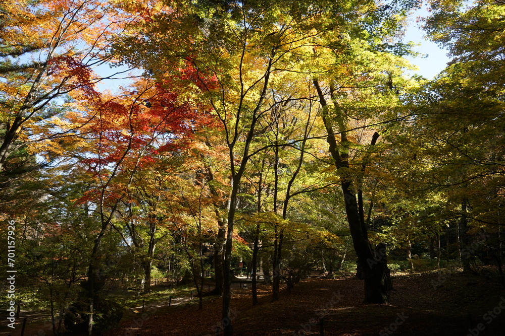 Naklejka premium 紅葉している木々に日の光が当たっている様子