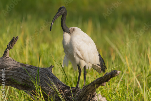 Canvas Print African sacred ibis - Threskiornis aethiopicus on green background