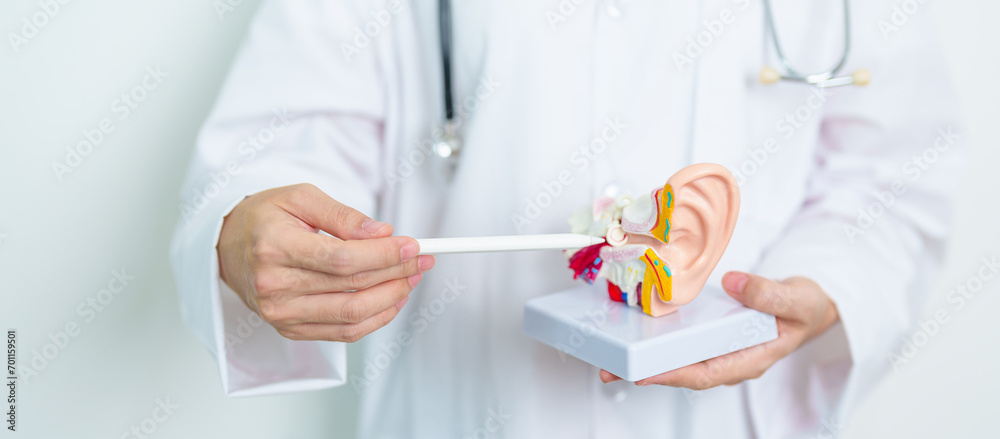 Doctor with human Ear anatomy model. Ear disease, Atresia, Otitis Media, Pertorated Eardrum, Meniere syndrome, otolaryngologist, Ageing Hearing Loss, Schwannoma and Health Doctor with human Ear anatomy model. Ear disease, Atresia, Otitis Media, Pertorated Eardrum, Meniere syndrome, otolaryngologist, Ageing Hearing Loss, Schwannoma and Health