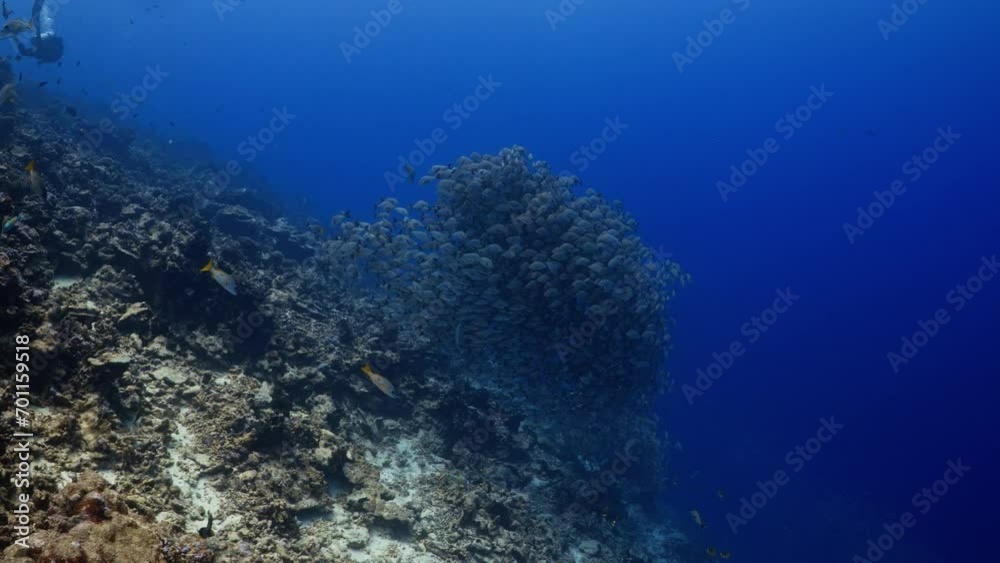 Fantastic Shoal of fish in the pass of TIPUTA in the Atoll of Rangiroa in the French Polynesia in the middle of the South Pacific Fantastic Shoal of fish in the pass of TIPUTA in the Atoll of Rangiroa in the French Polynesia in the middle of the South Pacific