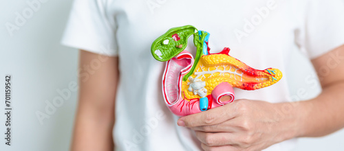 Woman holding human Pancreatitis anatomy model with Pancreas, Gallbladder, Bile Duct, Duodenum, Small intestine. Pancreatic cancer, Acute and Chronic pancreatitis,  Digestive system and Health concept photo