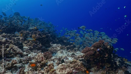 Wallpaper Mural Fantastic Shoal of fish in the pass of TIPUTA in the Atoll of Rangiroa in the French Polynesia in the middle of the South Pacific Torontodigital.ca