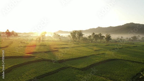 sunrise aerial video of sunny ricefields and palm trees photo