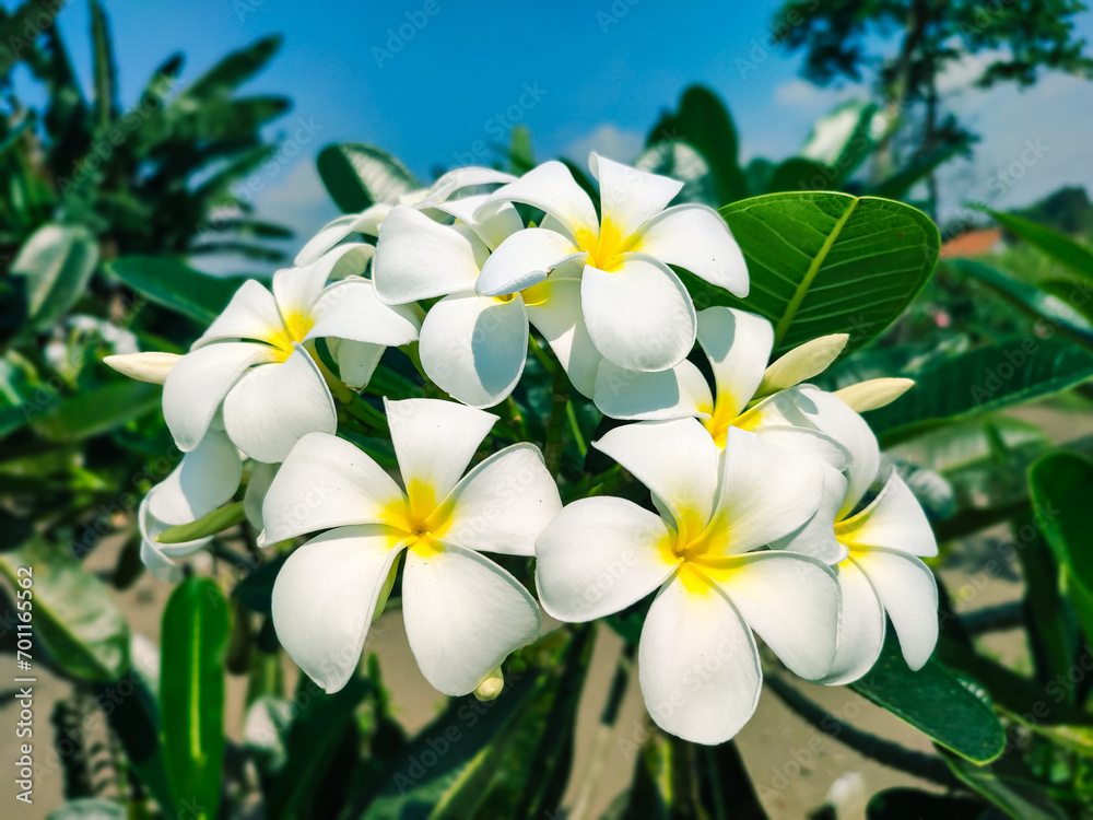 Beautiful and Colorful Frangipani Flowers Beautiful and Colorful Frangipani Flowers