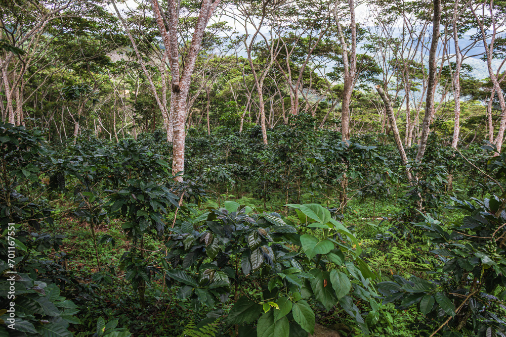 Plantación de café orgánico - Chanchamayo, Junín, Perú
Plantación de café orgánico - Chanchamayo, Junín, Perú
