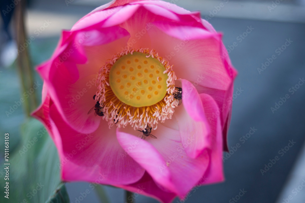 pink lotus flower blooming in the pond with bees. pink lotus flower blooming in the pond with bees.