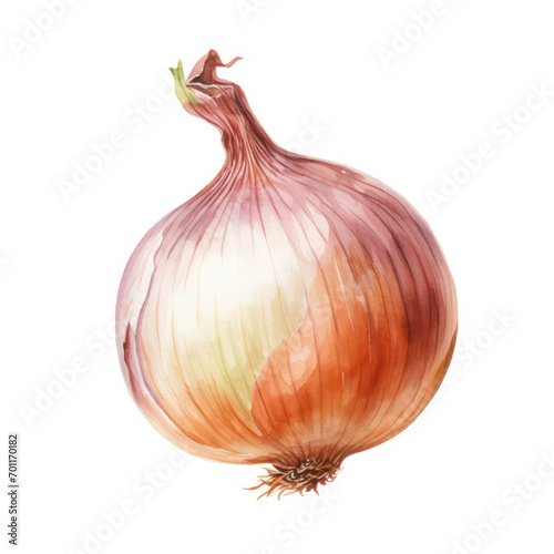 Wallpaper Mural onion watercolor Torontodigital.ca