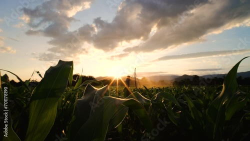 Watering the corn crops with a water sprinkler irrigation system in the evening with light of sunset, Medium Long Shot and Slow motion photo