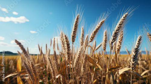 ears of wheat 