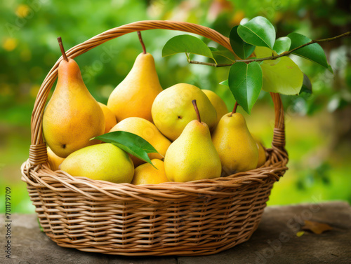 fresh pears with leaves in a basket outdoors