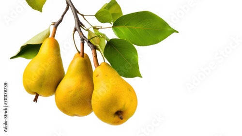 Yellow pear with leaves and tree twigs isolated on white background