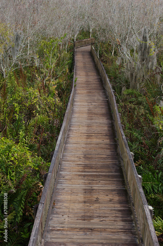 Vertical view to east from observation tower at Sawgrass Lake Park in St. Petersburg  FL . Looking out wood boardwalk with green tress and bare limbs. Sunny day with weathered boards and side rails.