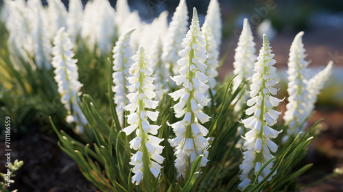 Canvas Print Many small white flowers of Acanthus mollis plant, commonly known as bear`s bree