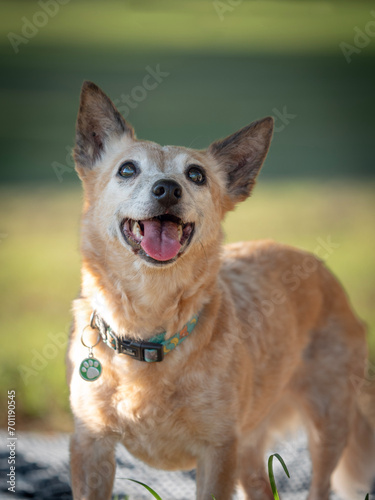 cute small happy old dog