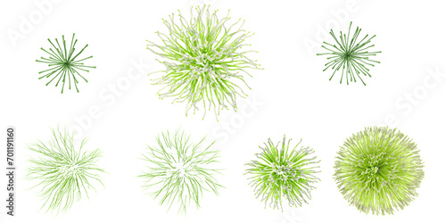 Calluna,Eleocharis vivipara ,grass shape top view cut out transparent backgrounds 3d rendering