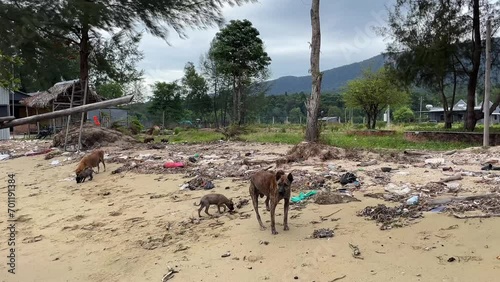 Stray dogs wander on a littered beach with debris and discarded items, highlighting environmental pollution issues photo
