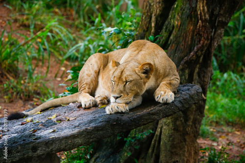 Lion Closup -in the Dehiwala National Park - Dehiwala. photo