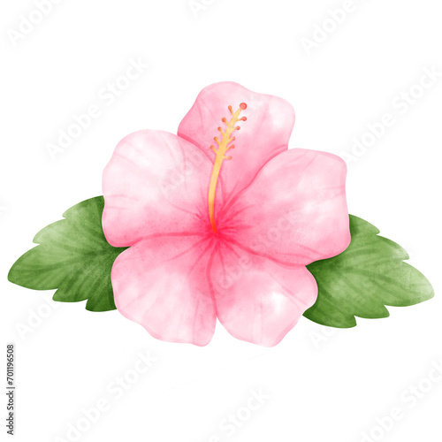 Hibiscus  tropical  Flower