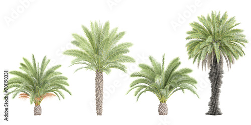 Cycas Date palm Trees isolated on white background