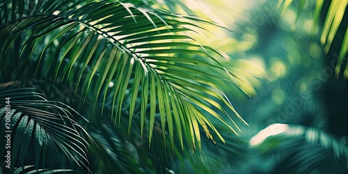 Tropical oasis. Close up of vibrant green palm leaves in summer garden. Nature artistry. Abstract of lush foliage in tropical forest. Botanical beauty. Exotic tree leaf in bright summer light