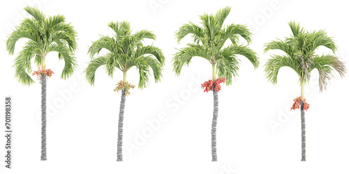 Jungle Areca palm trees shapes cutout 3d render photo