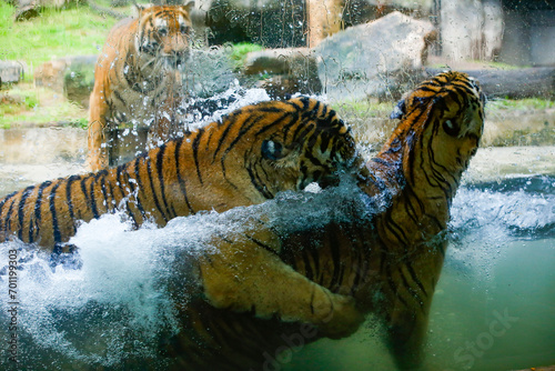 couple of tigers fight lovingly in a national park in Sri Lanka. © vijay