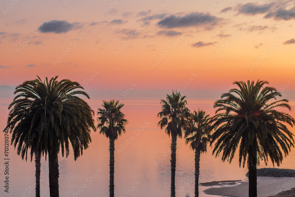 Fototapeta premium palm trees at sunset