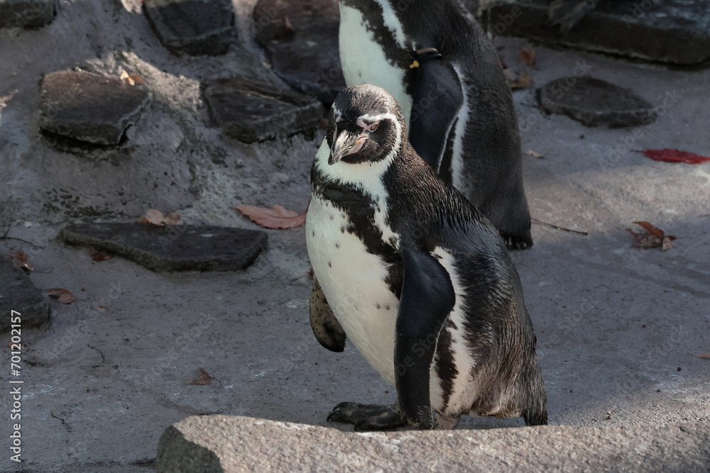 Naklejka premium フンボルトペンギン