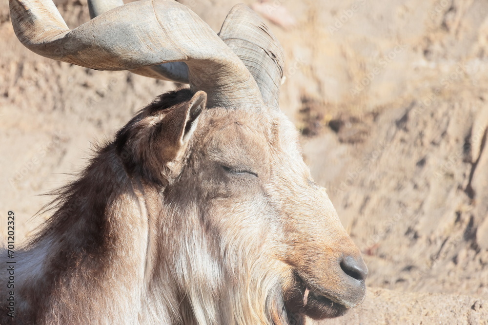 Fototapeta premium マーコール