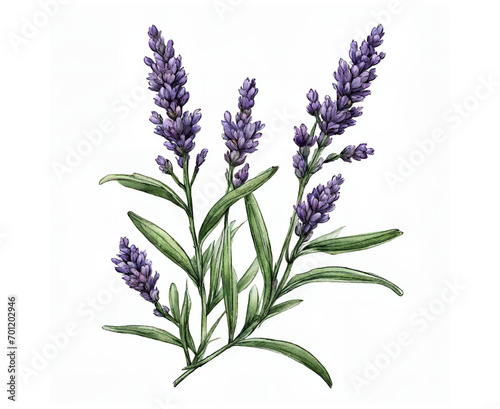 Watercolor illustrations of lavender flowers and leaves 