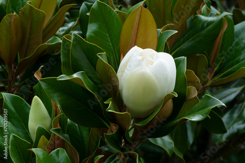 Large White Flower of a Magnolia Grandiflora Tree