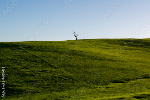 Minimalism, Lonely Tree in Field of Green