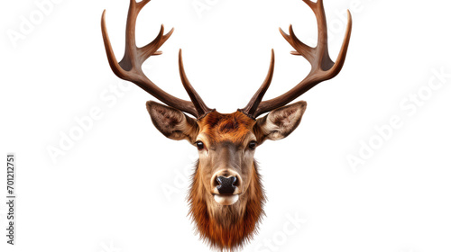 deer face shot isolated on transparent background cutout