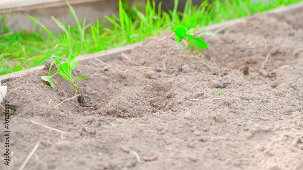 Young bell pepper seedlings are placed in holes prepared in the soil of the garden. Working in the garden beds in spring Young bell pepper seedlings are placed in holes prepared in the soil of the garden. Working in the garden beds in spring