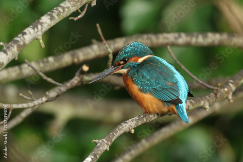A beautiful hunting Kingfisher, Alcedo atthis, perching on a branch that is growing over a river. It has been diving into the water catching fish to eat.