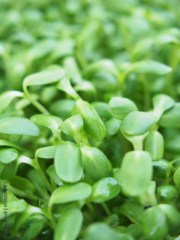 sunflower sprout green plants ready to cook