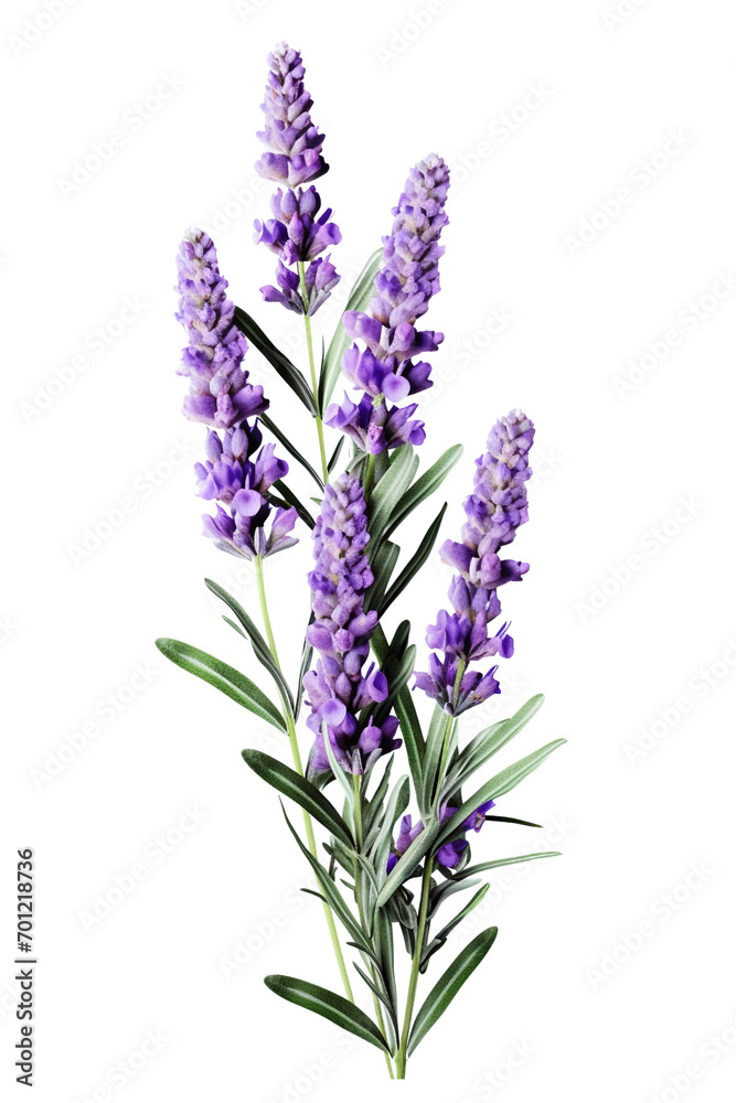 Lavender flower stems with leaves isolated on white background