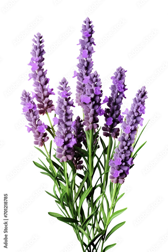 Lavender flower stems with leaves isolated on white background