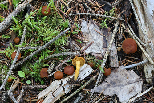 Calocybe naucoria, also called Calocybe fallax, domecap mushroom from Finland, no common English name photo