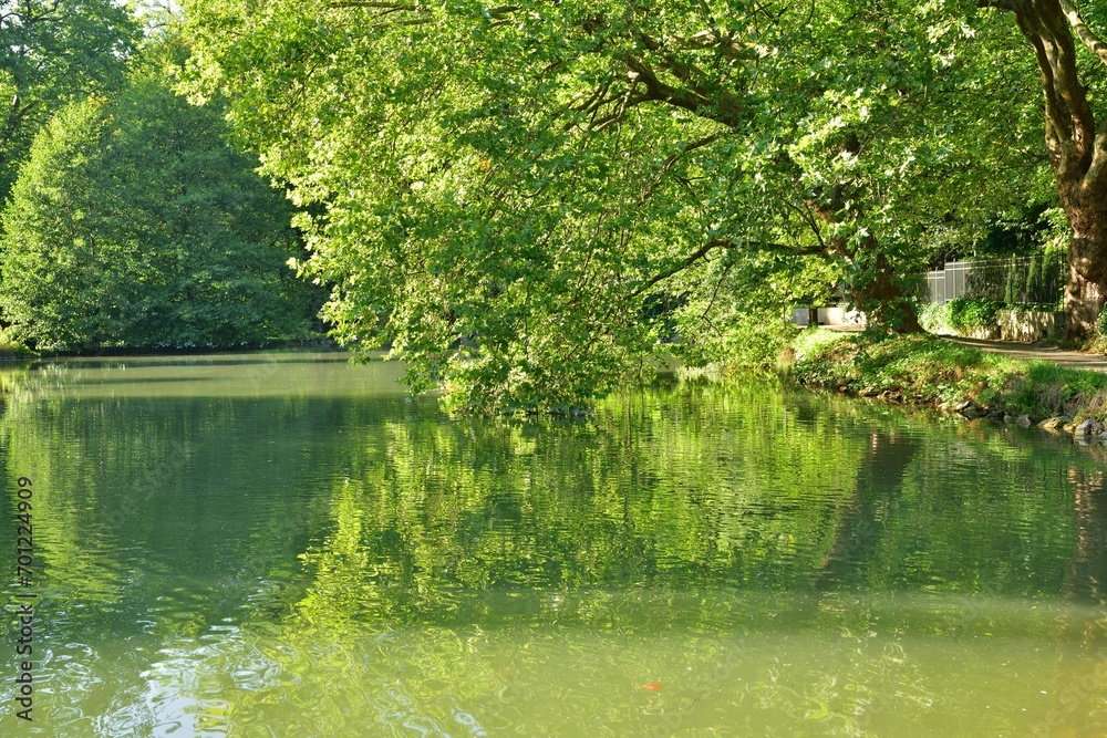 The bent branches of the trees touch the surface of the water with their leaves