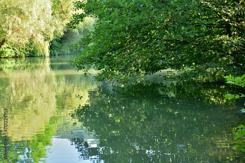 Obraz na płótnie The bent branches of the trees touch the surface of the water with their leaves w salonie