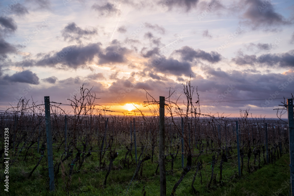sunrise over a vineyard in winter