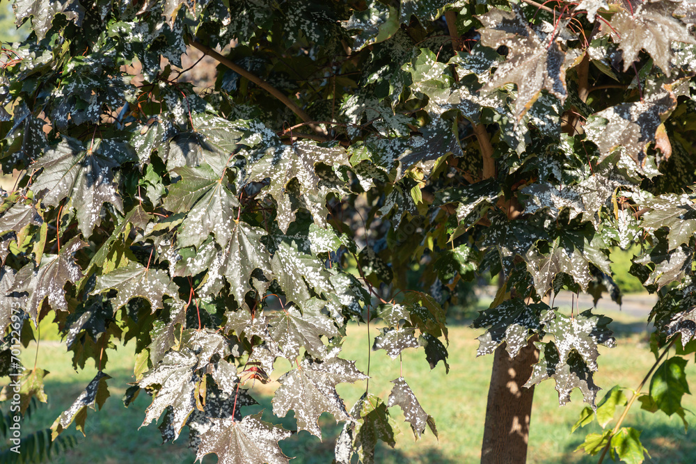 Powdery mildew, fungal disease on maple tree leaves. Powdery mildew on